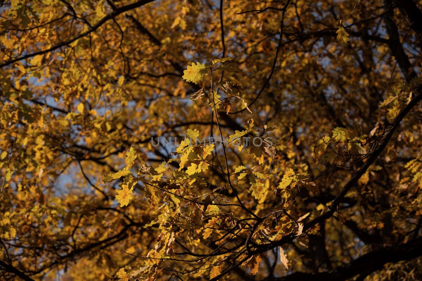Autumn bright yellow orange oak tree leaves