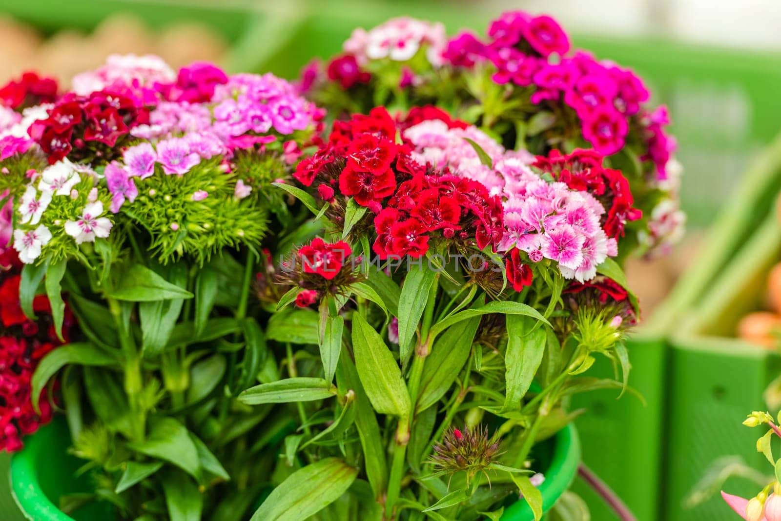 Beautiful carnation flowers selling at an european market