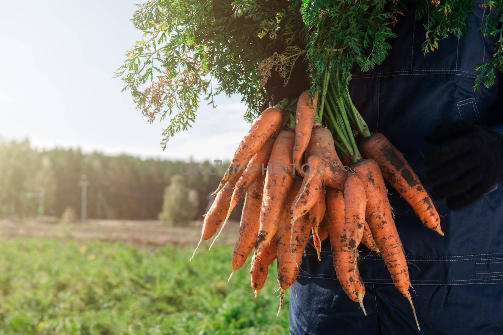 Farmer hands in gloves holding bunch of carrot in the garden, closeup. Harvest concept