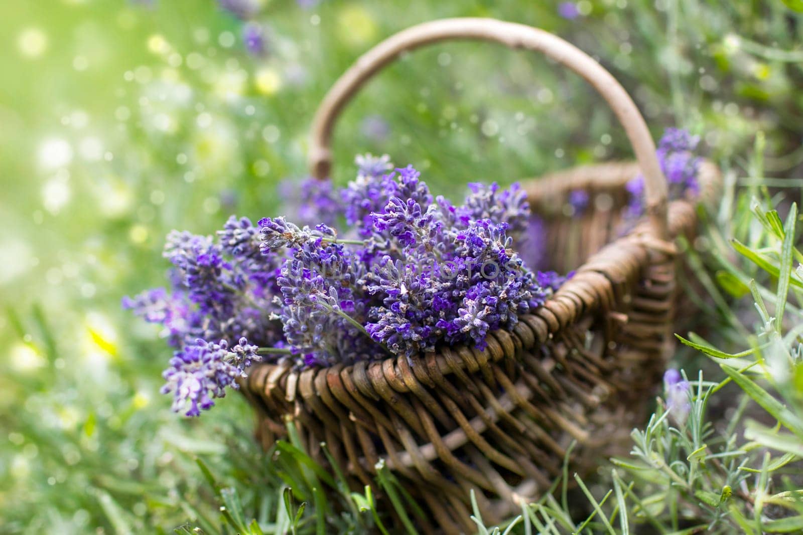 basket with lavender flowers - soft focus