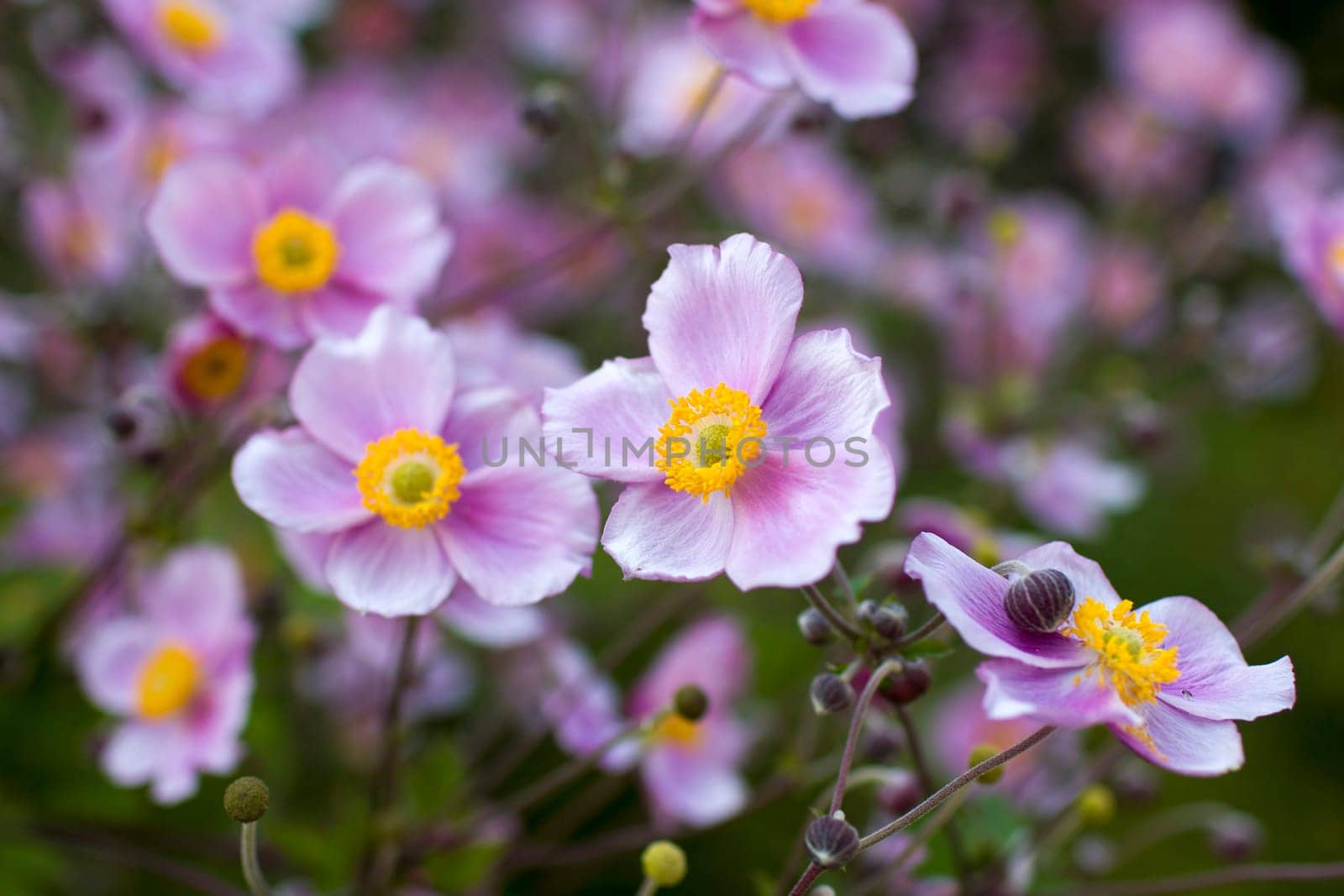 Anemone hupehensis. Commonly known as the Chinese anemone or Japanese anemone, thimbleweed, or windflower
