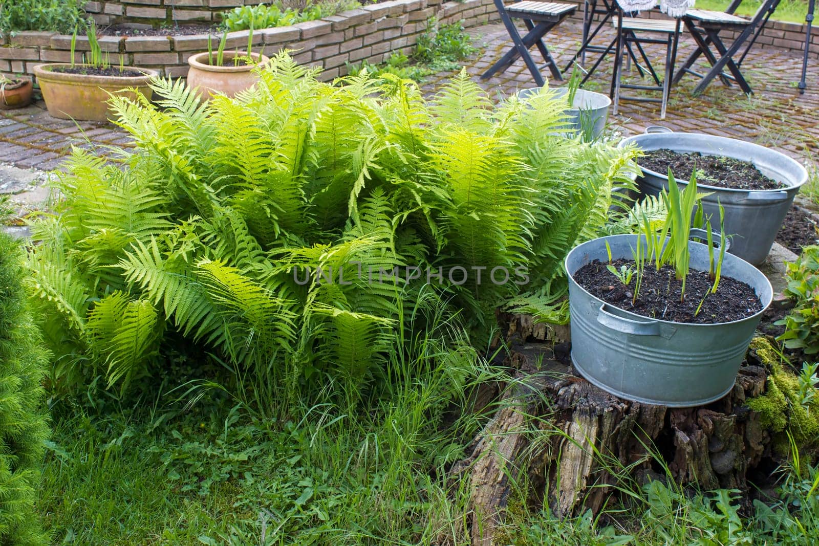 rustic garden -  fern and plants in tin tub