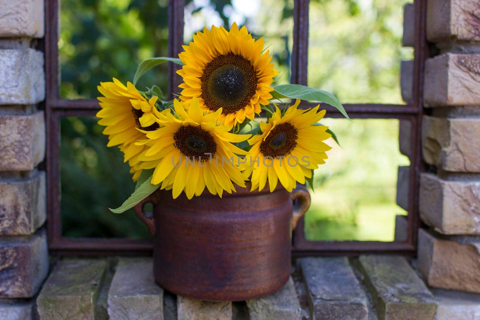 Sunflowers (helianthus) in a vase in old window