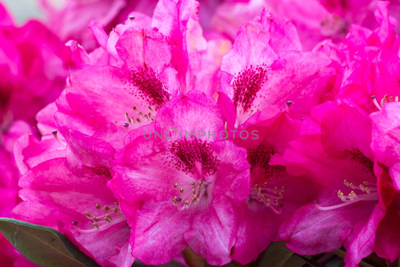 Blooming pink rhododendron flowers in a garden