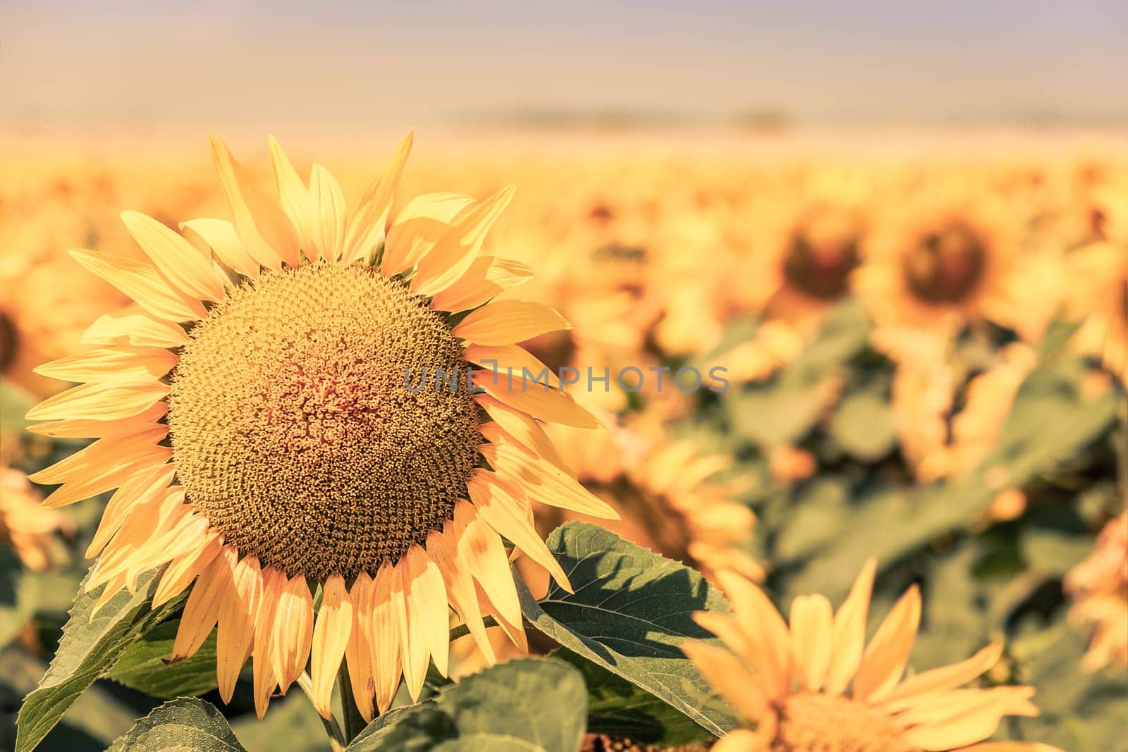 Sunflowers Field view. Filtered shot with a selective focus