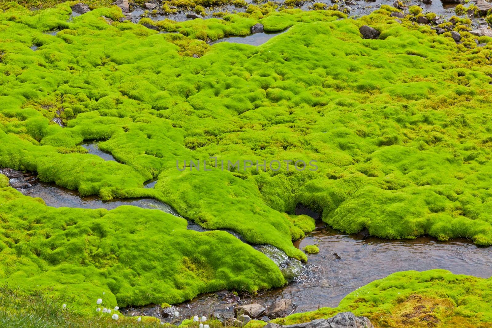 Iceland Small River Stream with green moss. Horizontal shot