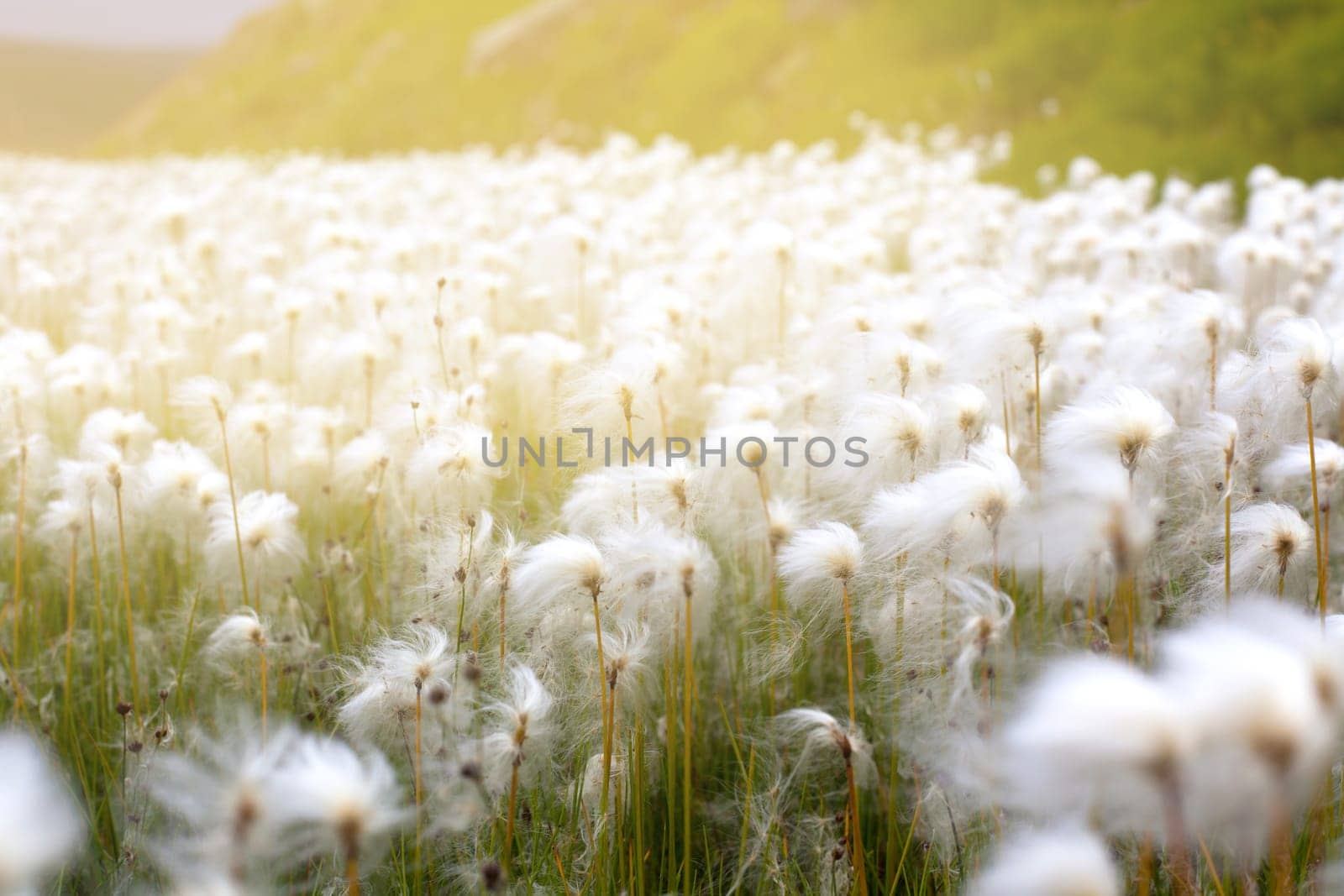 Arctic cotton grass (Eriophorum) field in Iceland. Horizontal shot with solar effect