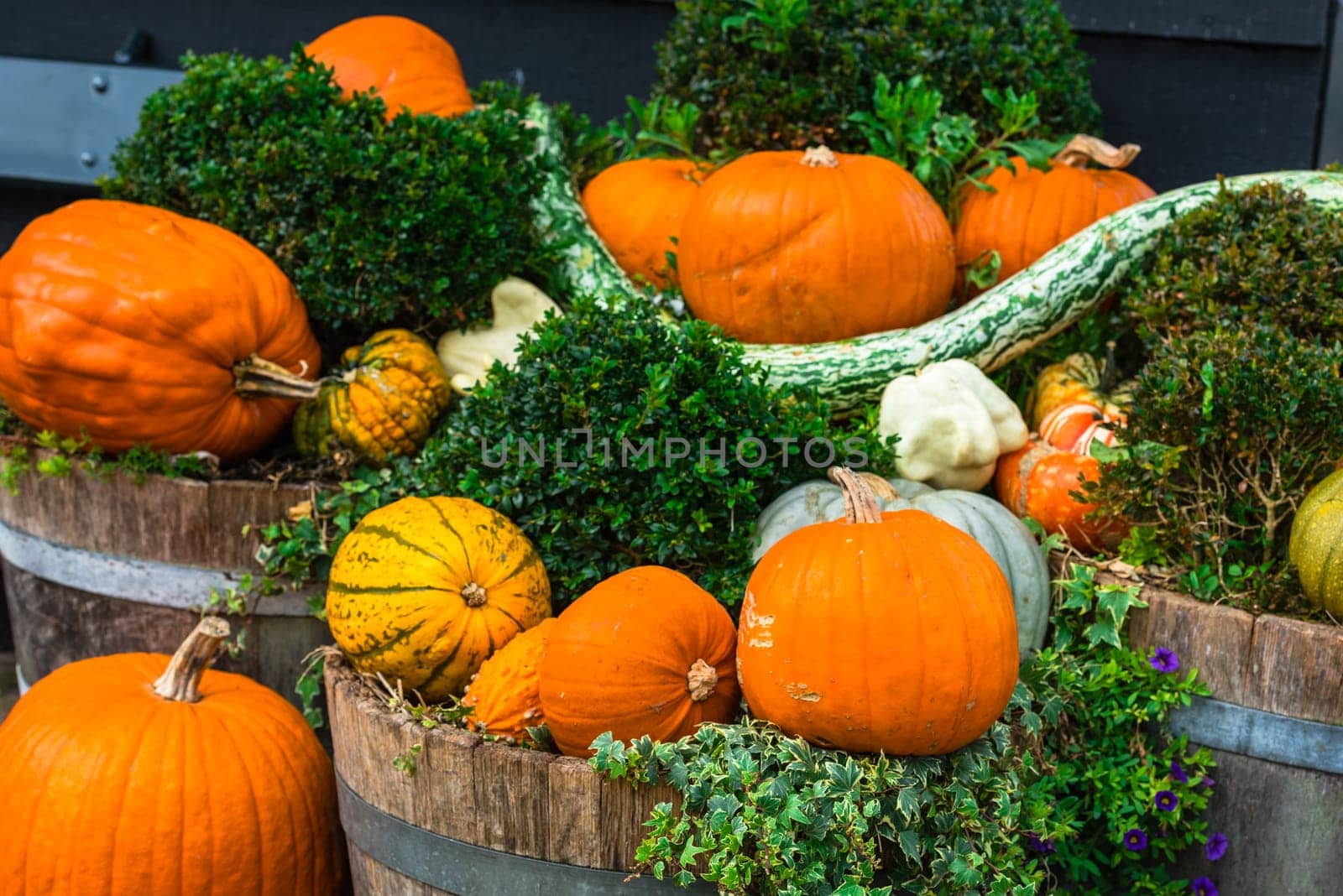 Orange pumpkins as a decoration. Shot with selective focus
