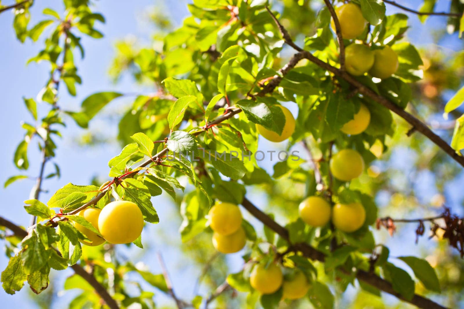 Ripe yellow plum tree branches in bright sunshine light