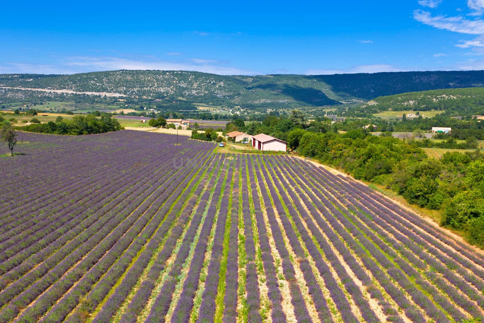 Lavender Field in Provence, France. View from above. Wide angle shot