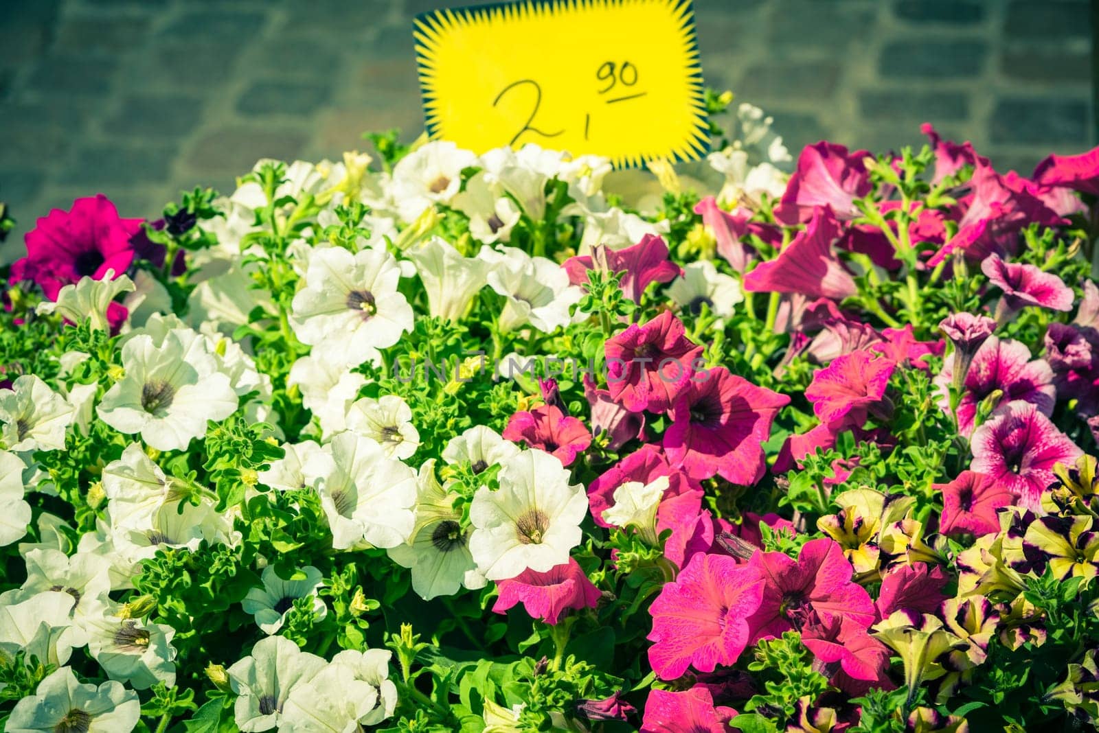Bright petunia flowers seedlings selling outdoors. Horizontal shot