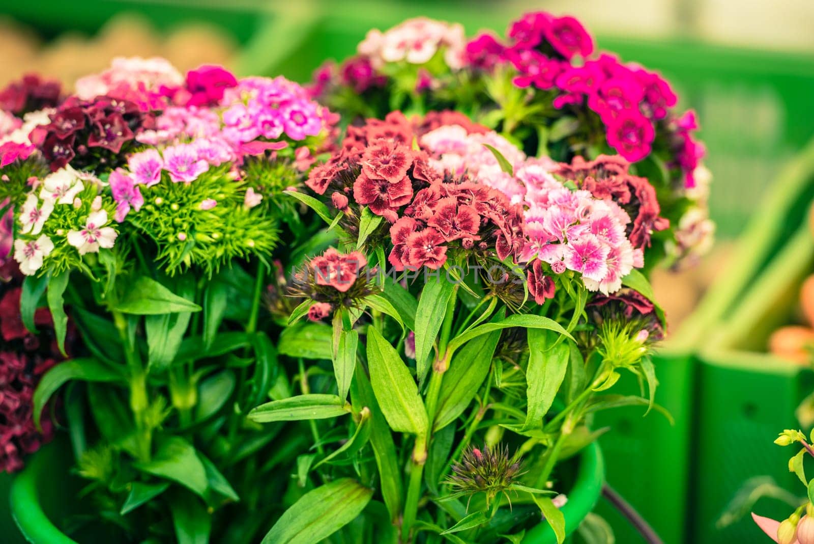 Beautiful carnation flowers selling at an european market