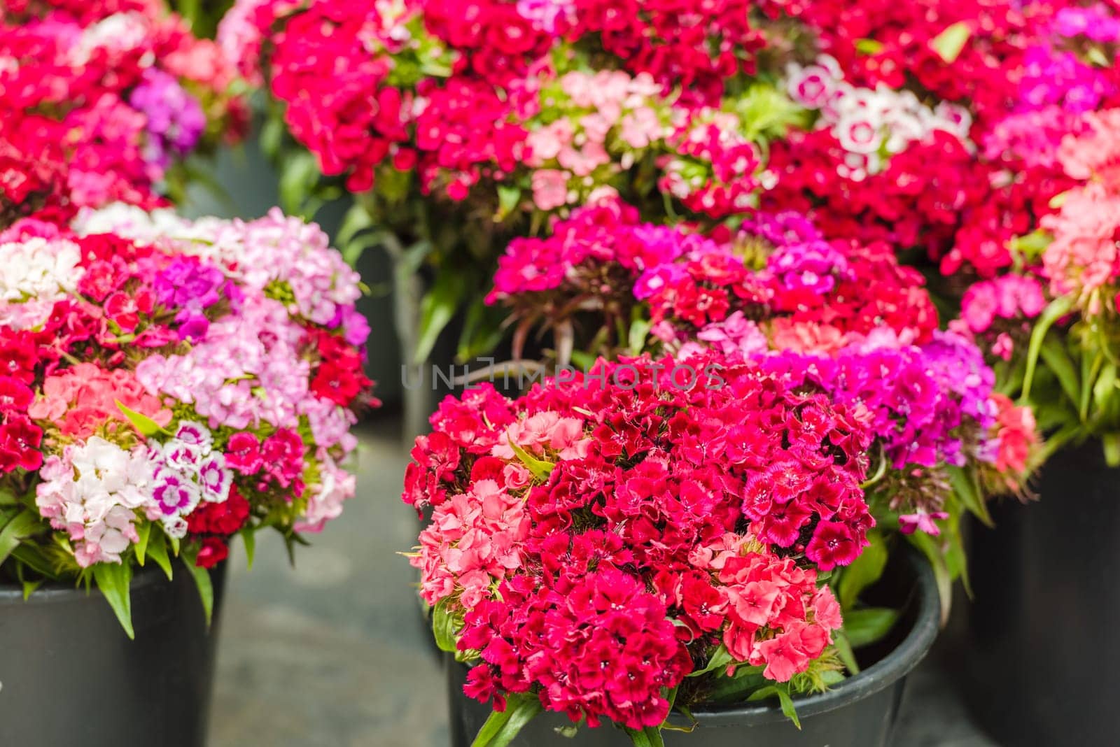 Beautiful carnation flowers selling at an european market
