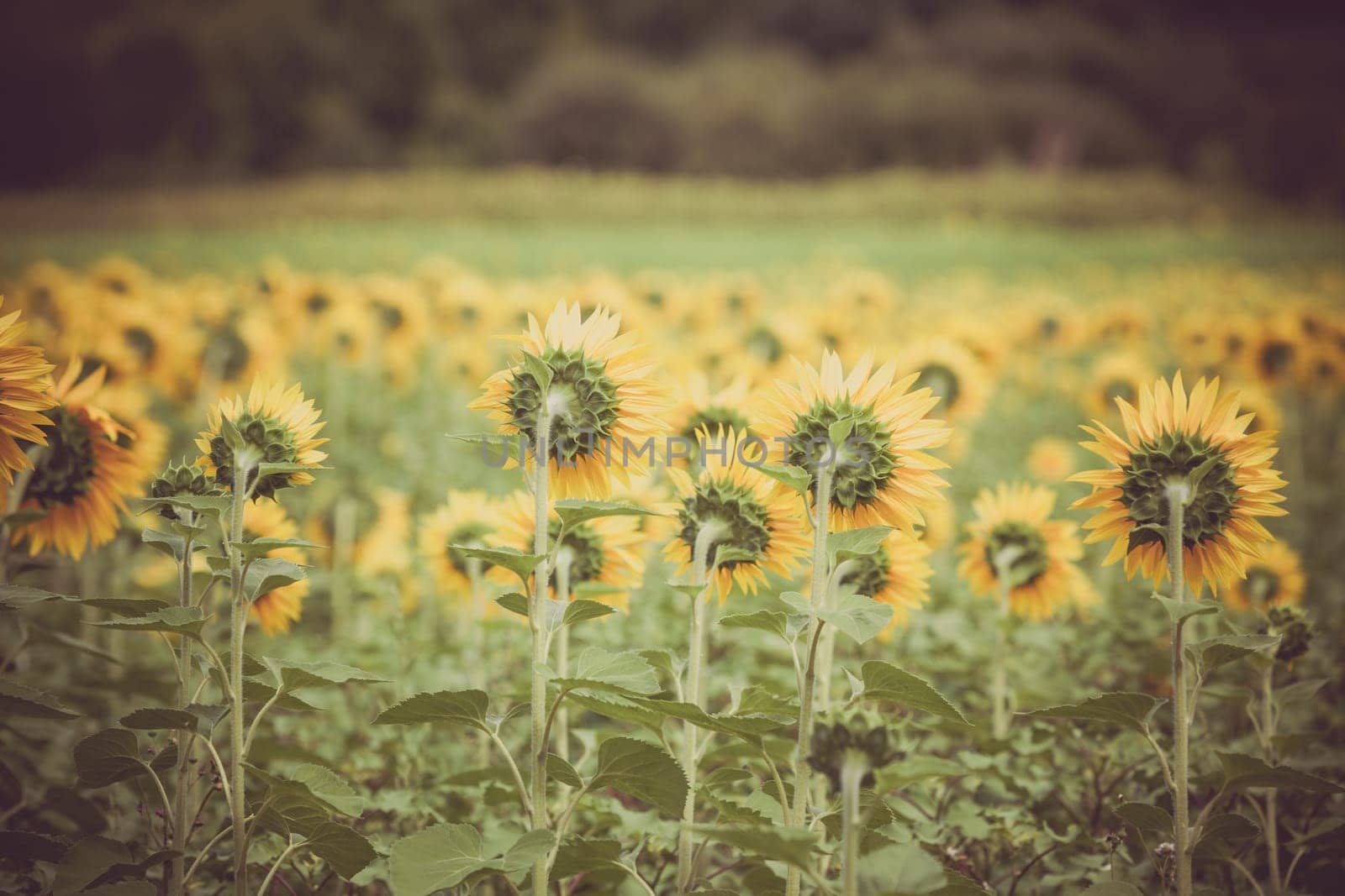 Sunflowers Field in the countryside. Horizontal shot