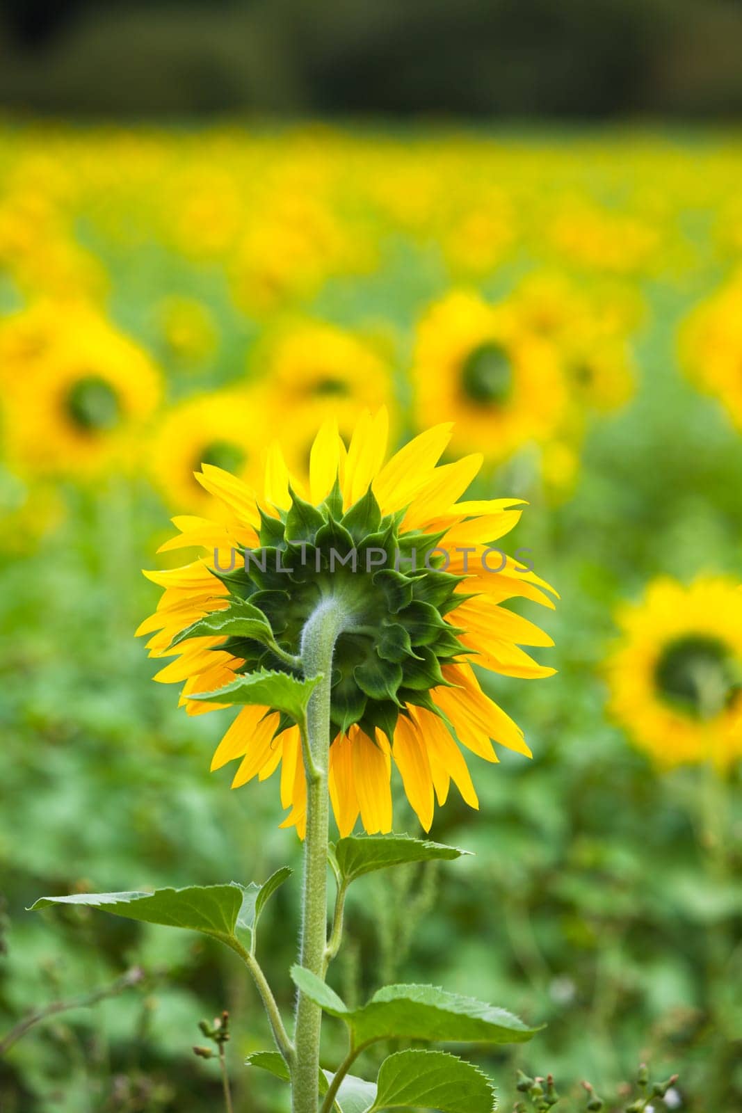 Sunflowers Field in the countryside. Vertical shot