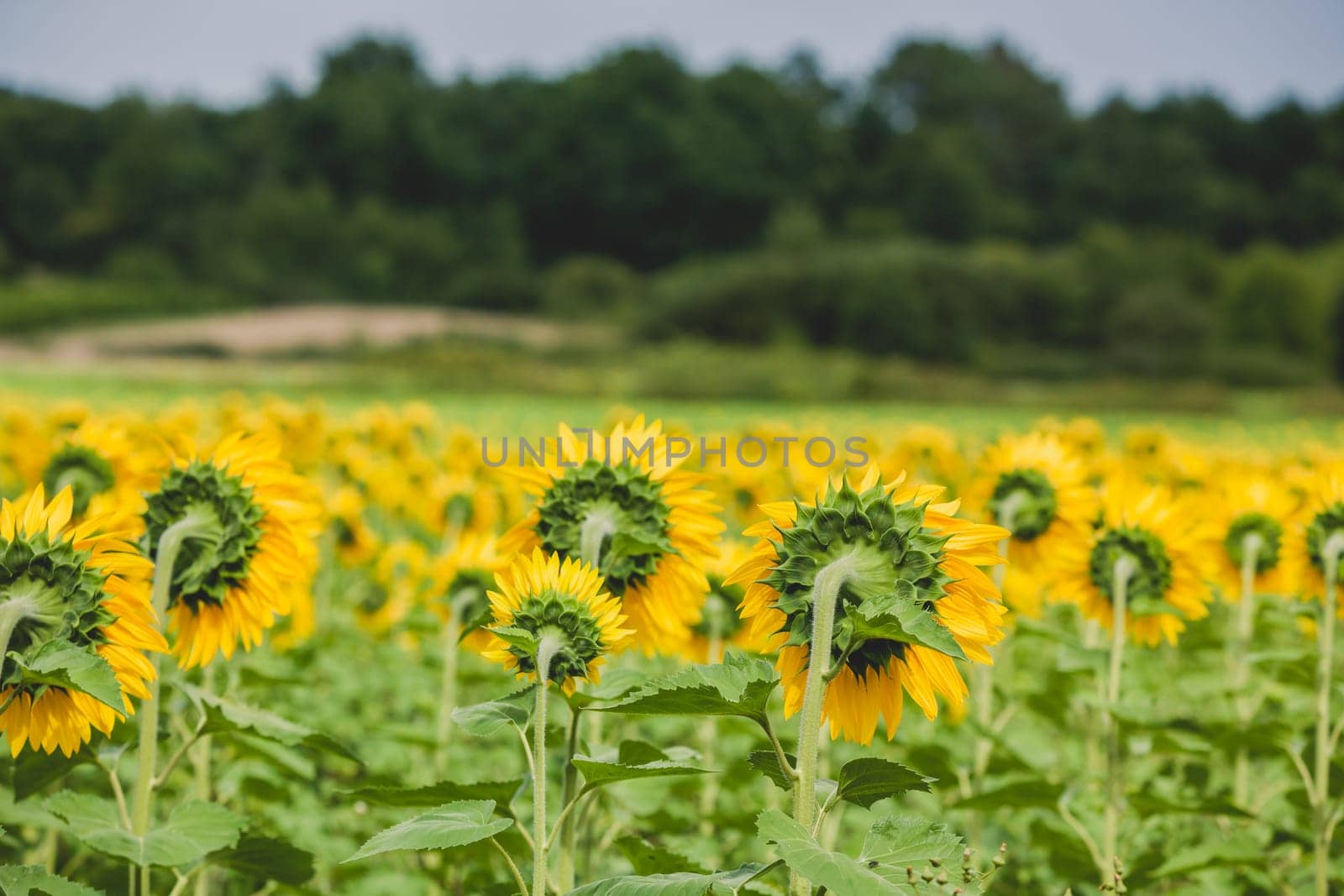 Sunflowers Field in the countryside. Horizontal shot