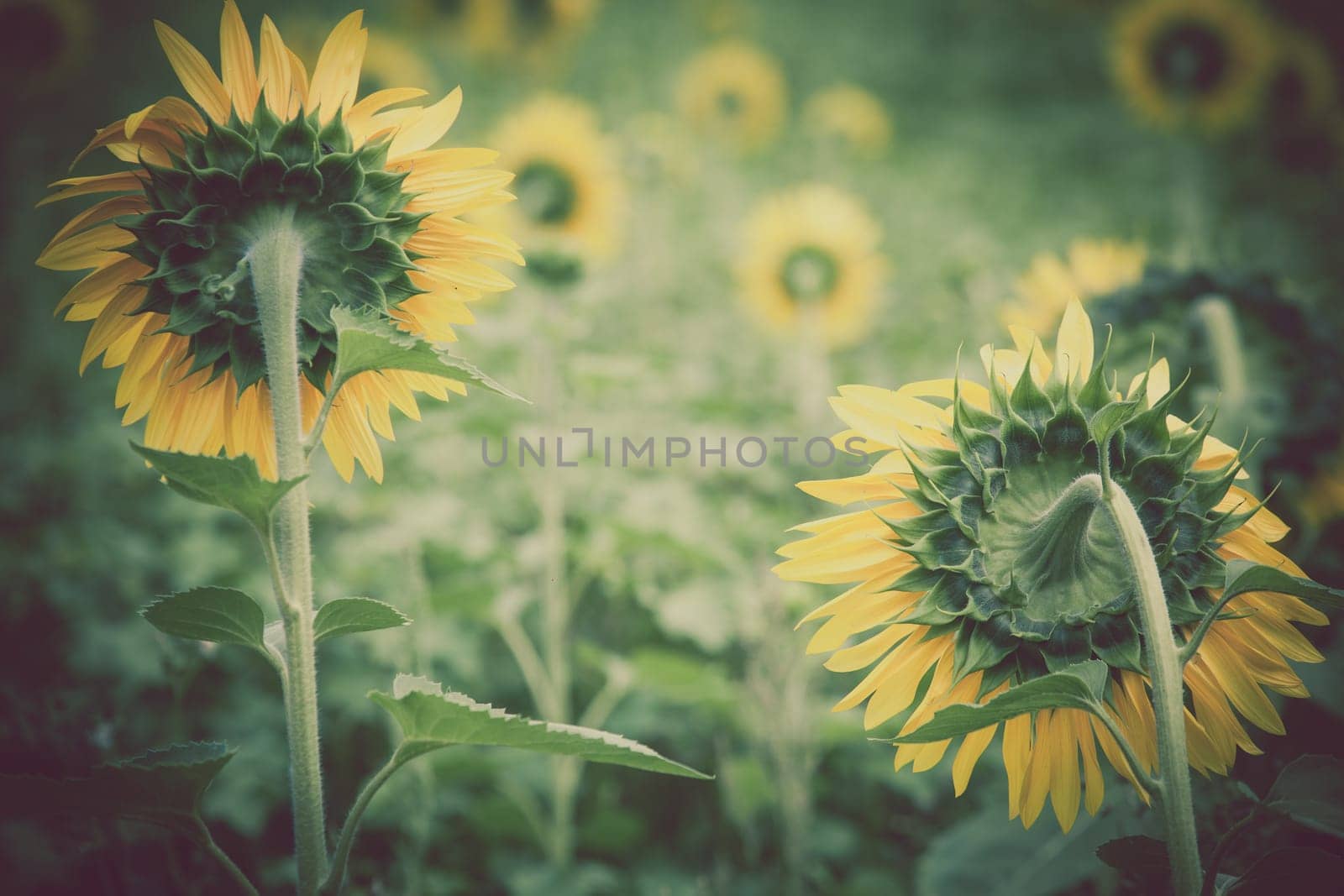 Sunflowers Field in the countryside. Horizontal shot