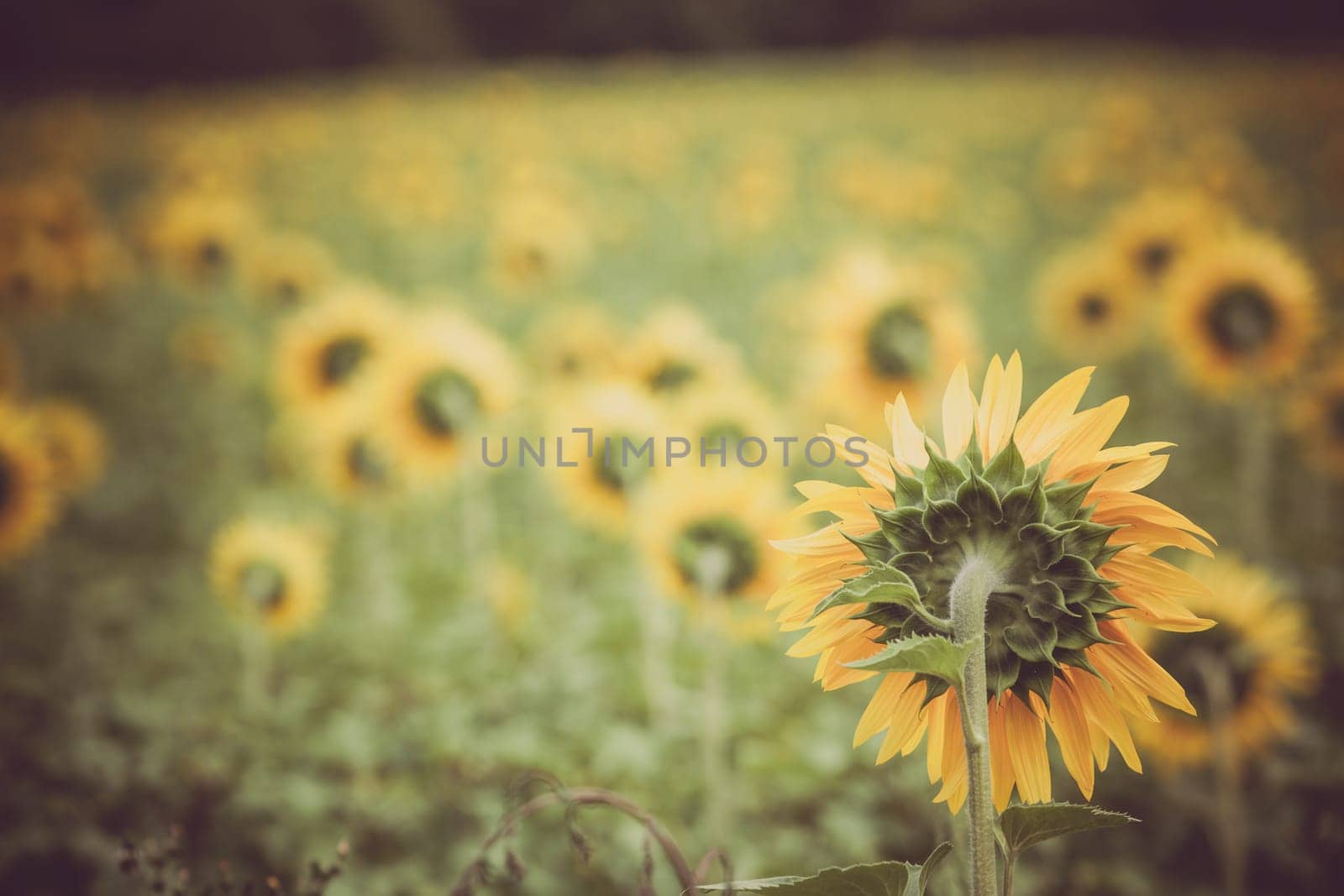 Sunflowers Field in the countryside. Horizontal shot