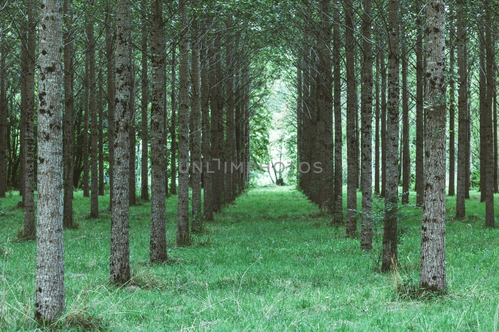 Trees planted in a row in the woods