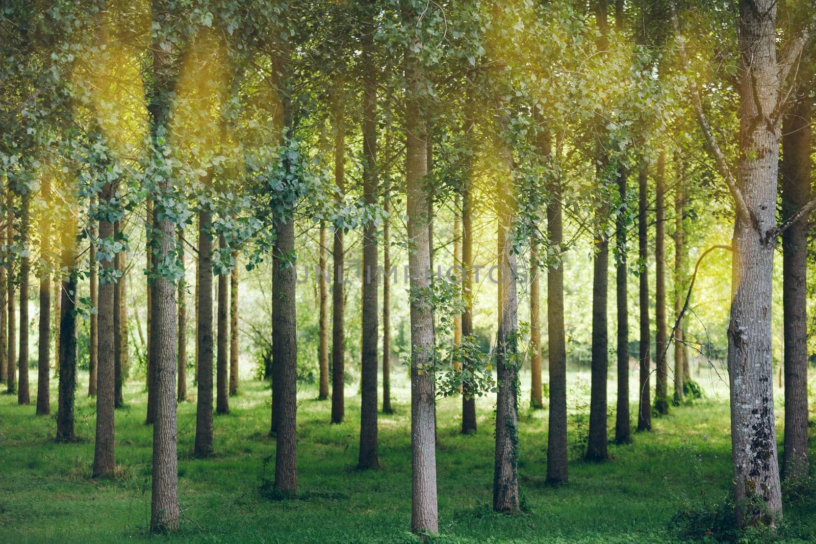 Trees planted in a row in the woods