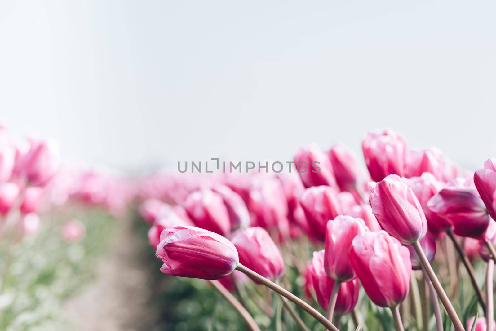 Pink tulips field in the Netherlands. Copy space