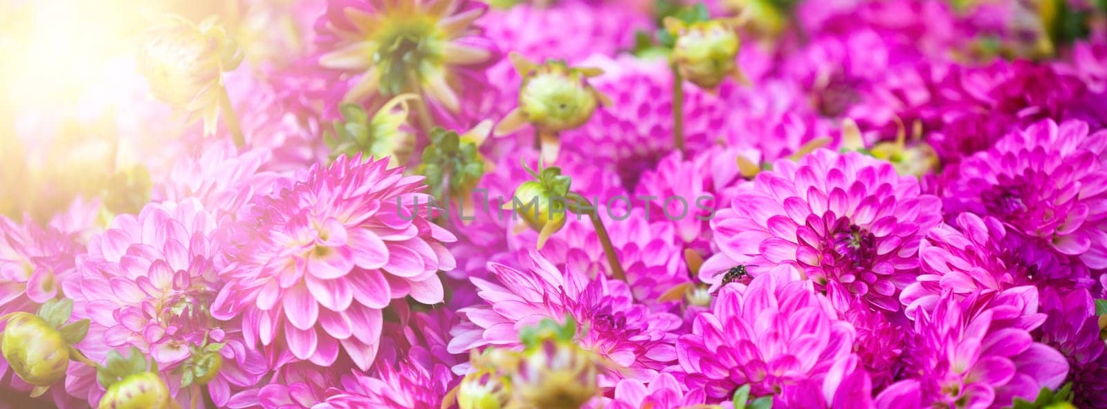 Beautiful pink dahlias flowers. Long wide banner