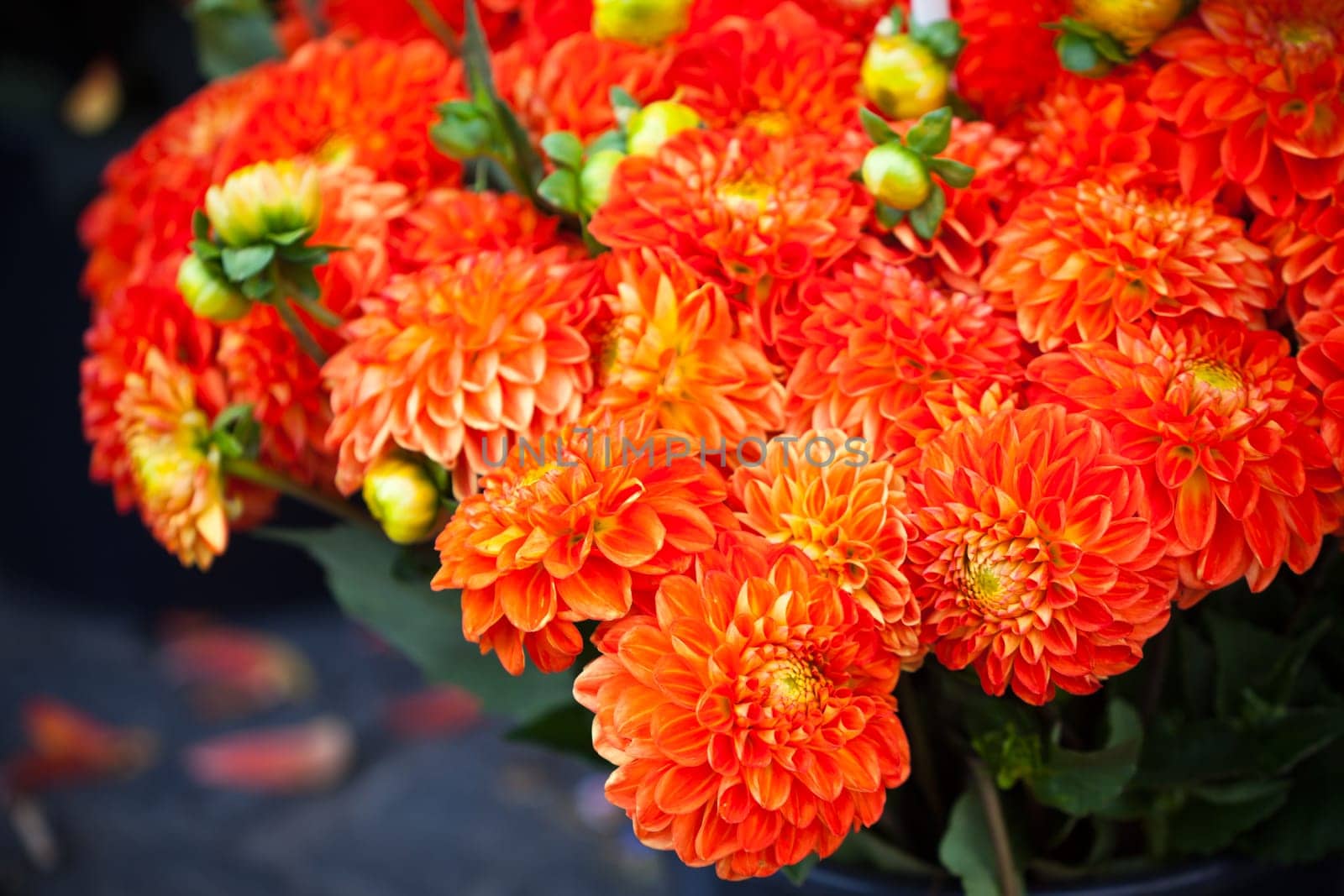 Beautiful orange dahlias flowers. Horizontal shot with selective focus