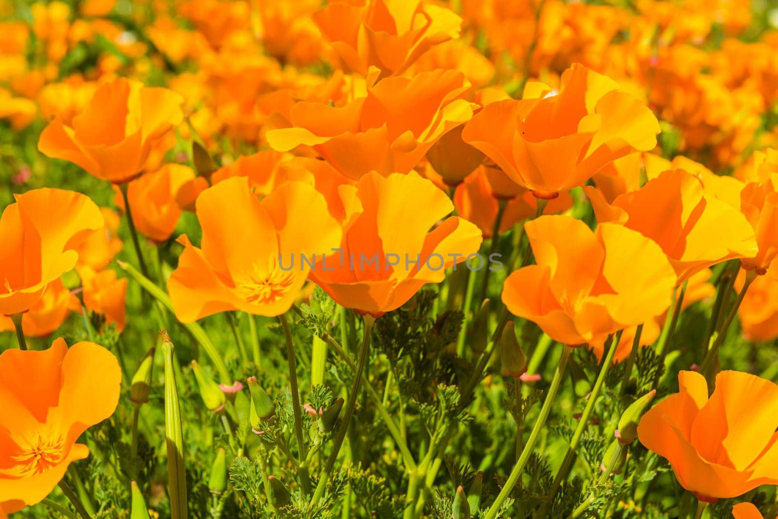 Orange poppies in a summer meadow on sunny day. Horizontal shot