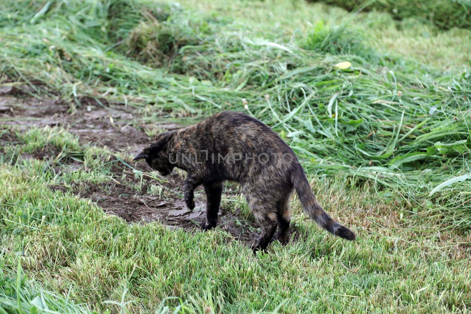 A tortoiseshell cat in the field hunting for a mouse hole