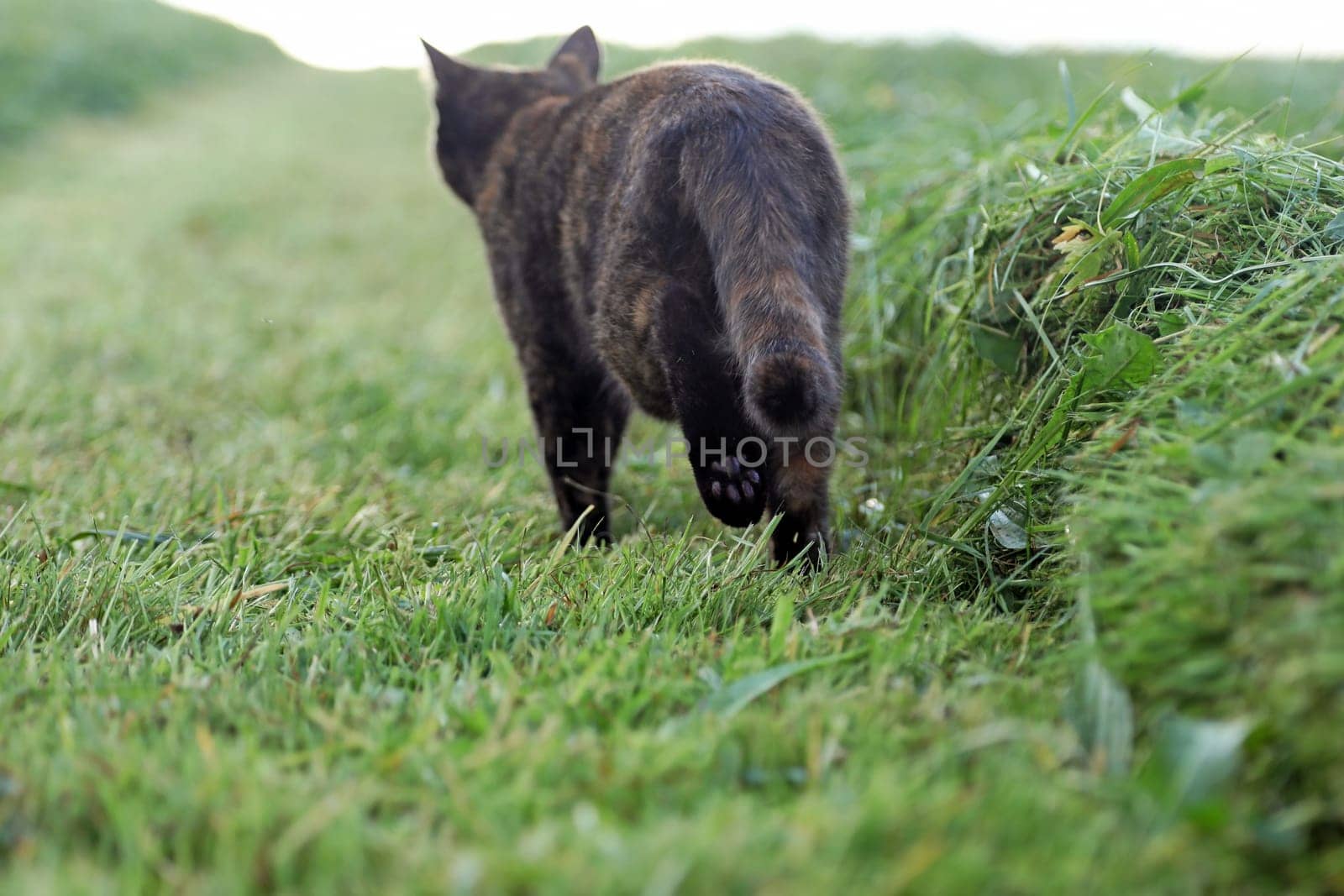 A cat walks across a mown meadow in the evening light