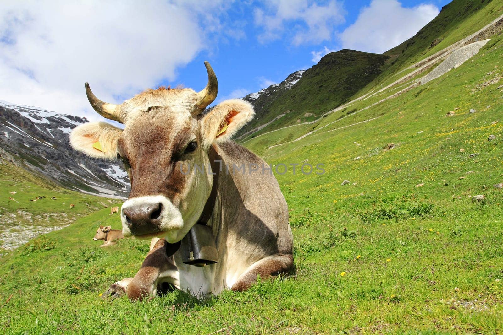 Pretty young Brown Swiss cattle with horns and bell in the high mountains