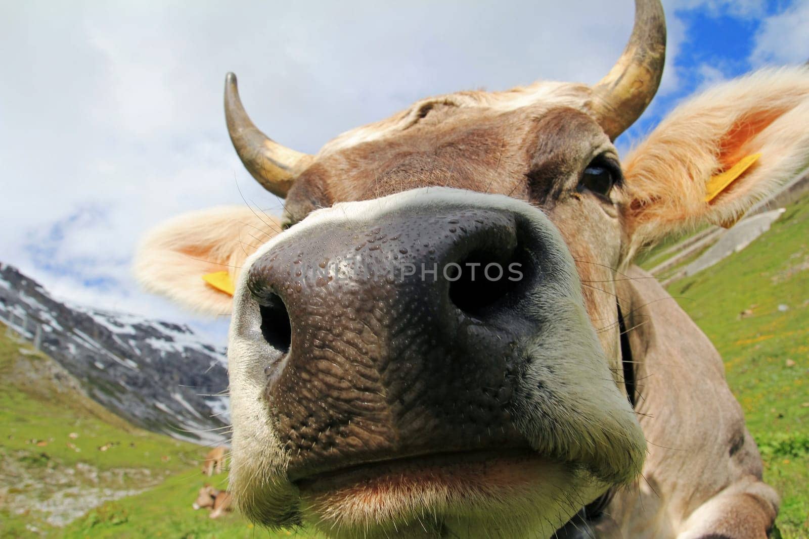 Wide-angle shot of a pretty young cow with horns and bell in the high mountains