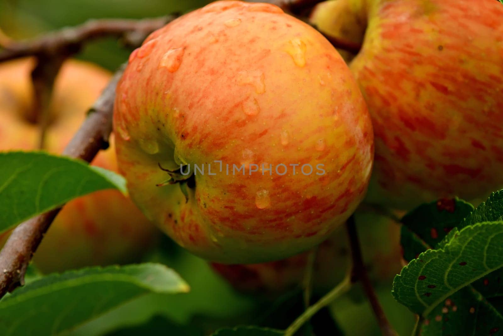 ripe apple with dew drops on a tree