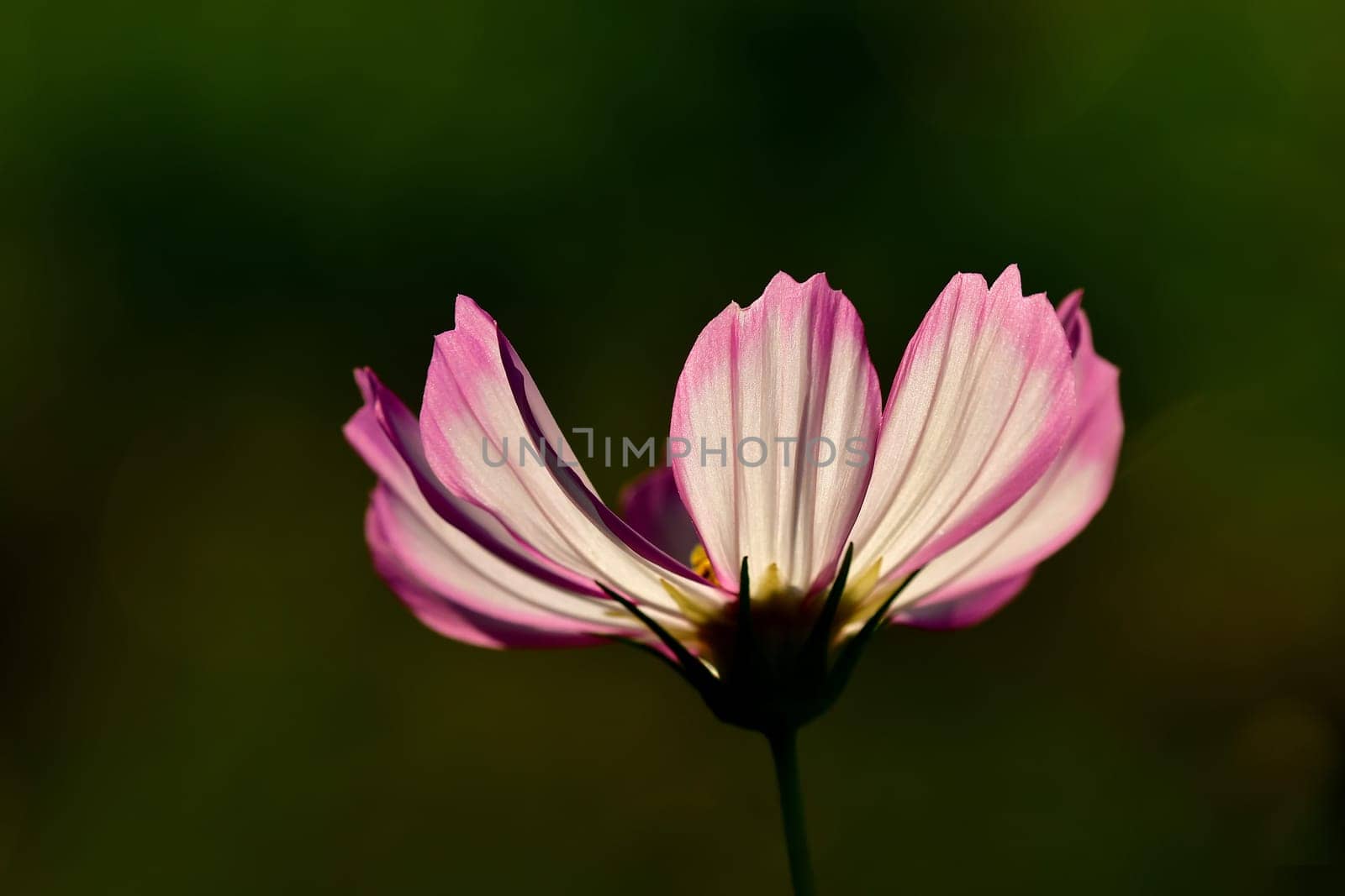 Cosmea flower on a black background in backlit