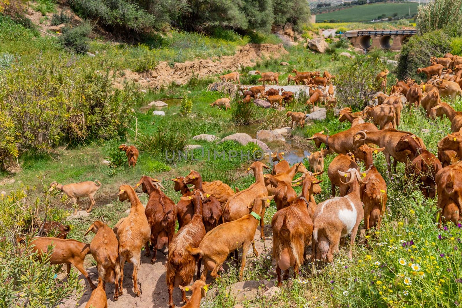 Granada, Spain: April 19, 2024: Goats in a farm in Andalucia, Granada, Spain