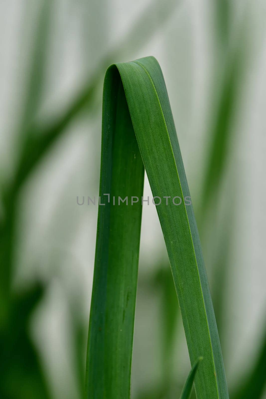 leaf of a Chinese leek