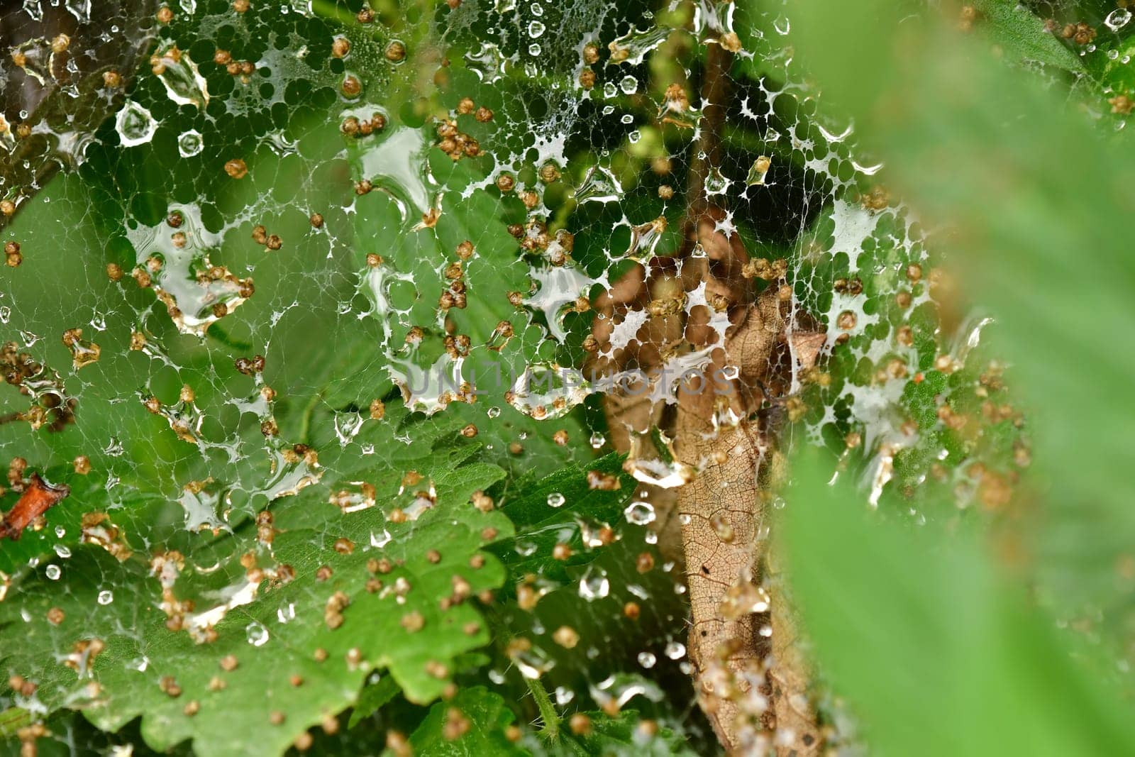 spider web with raindrops on a bush