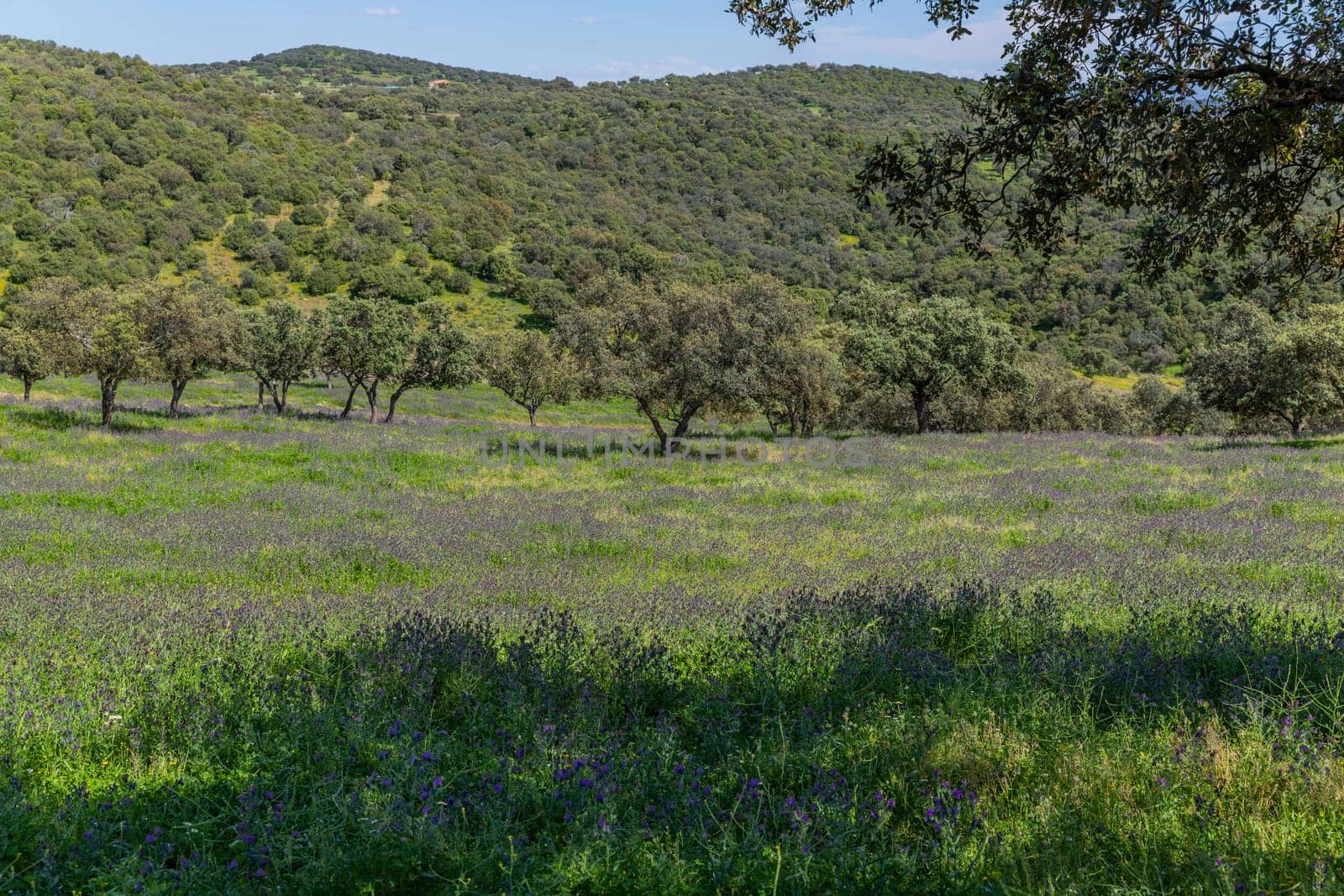A field with wild plants and trees in a farm outside Granada, Andalucia, Spain