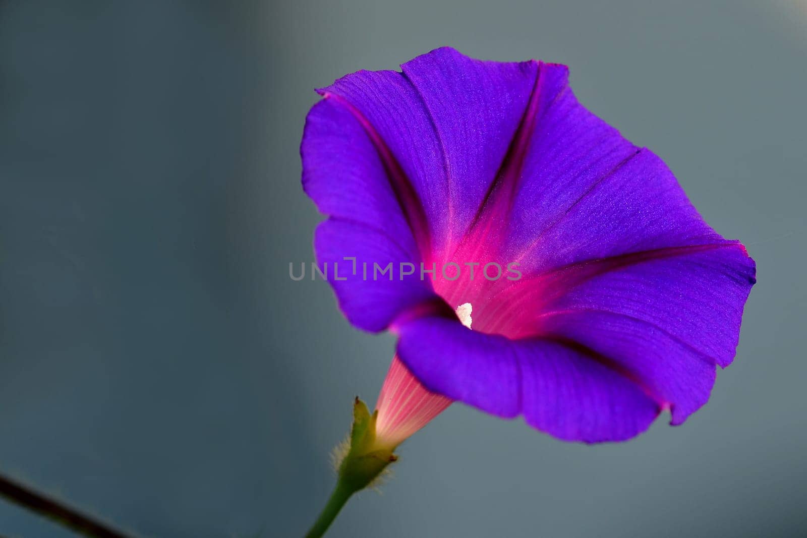 morning glory with blue flower on a dark background