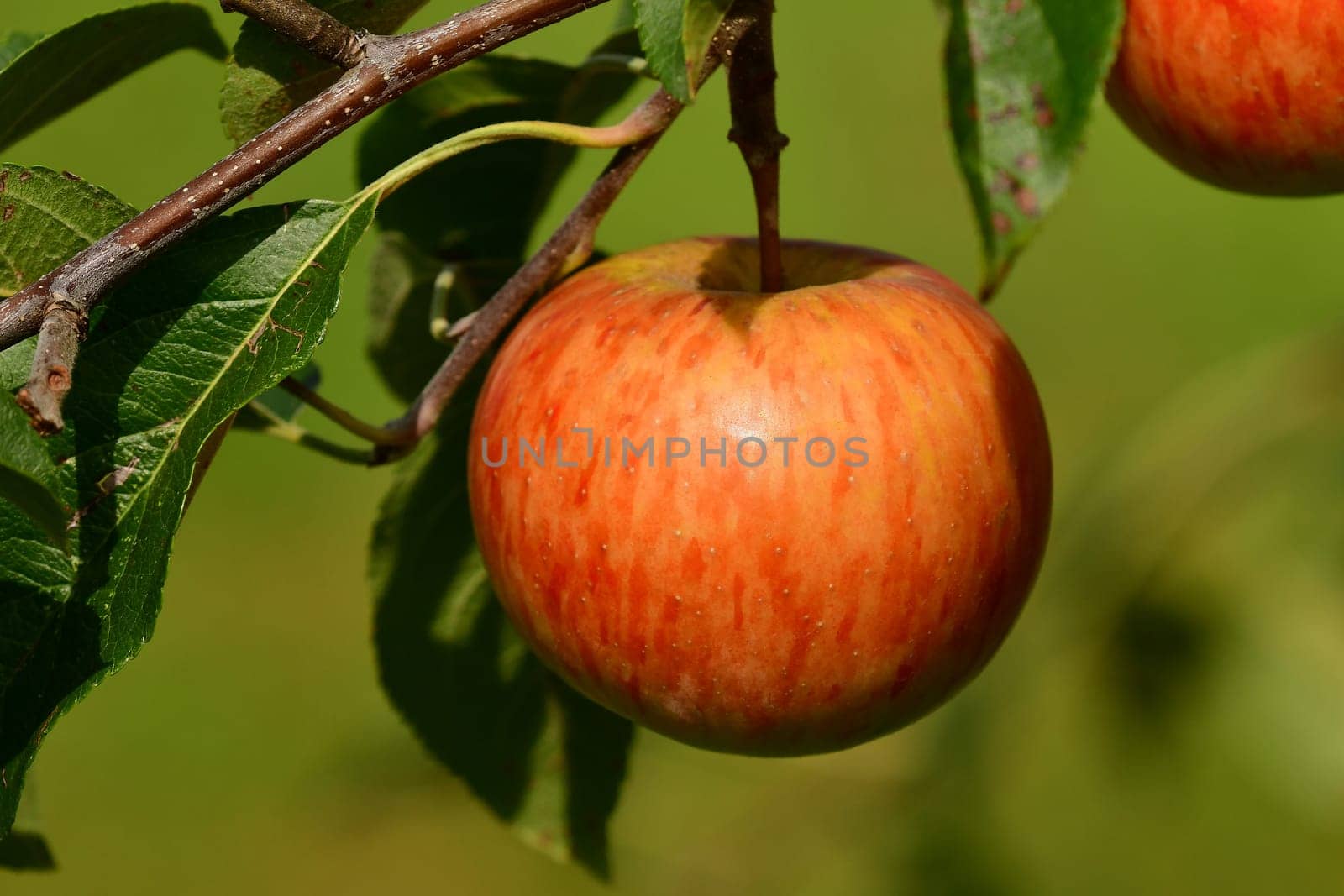 ripe apple on a tree