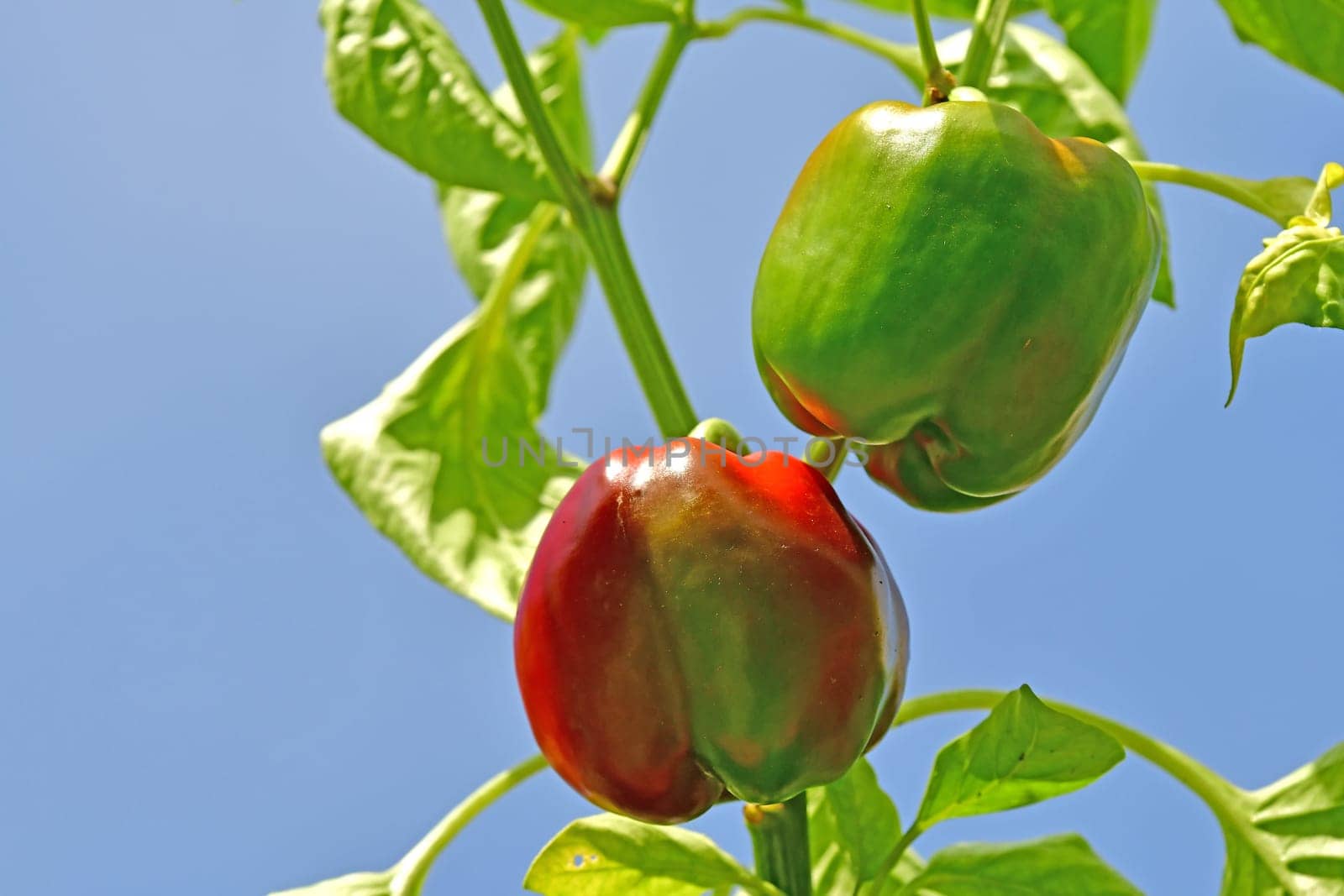pepper, red and green on a plant