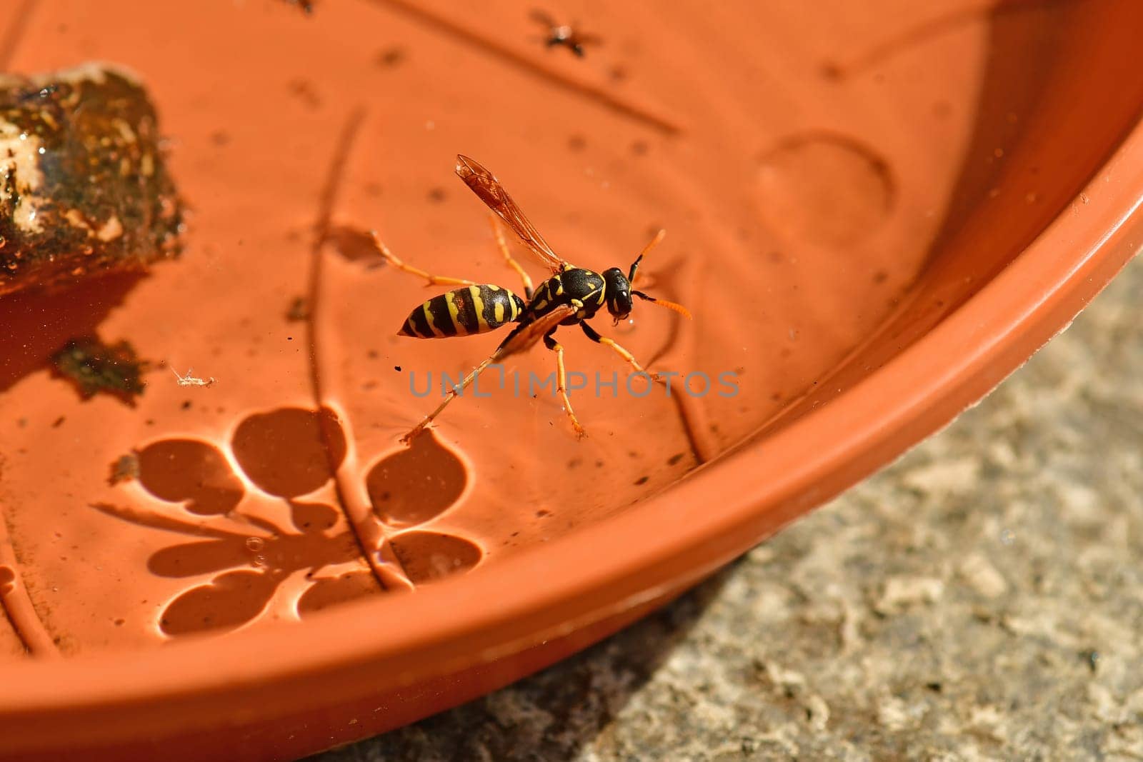 paper wasp in a bird drinker in summer in Germany
