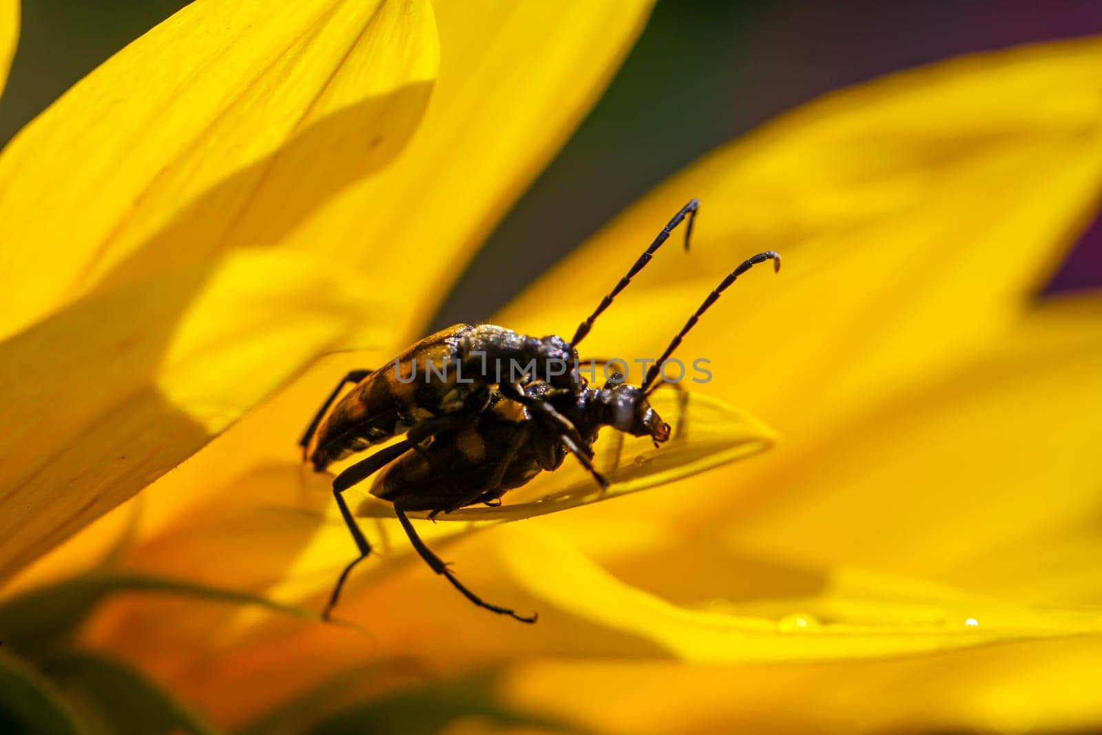 A four-banded narrow-legged beetle, Leptura quadrifasciata on a sunflower.