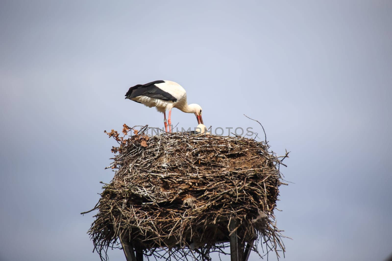 White stork (Ciconia ciconia) on a nest. A stork in the nest feeding its offspring.