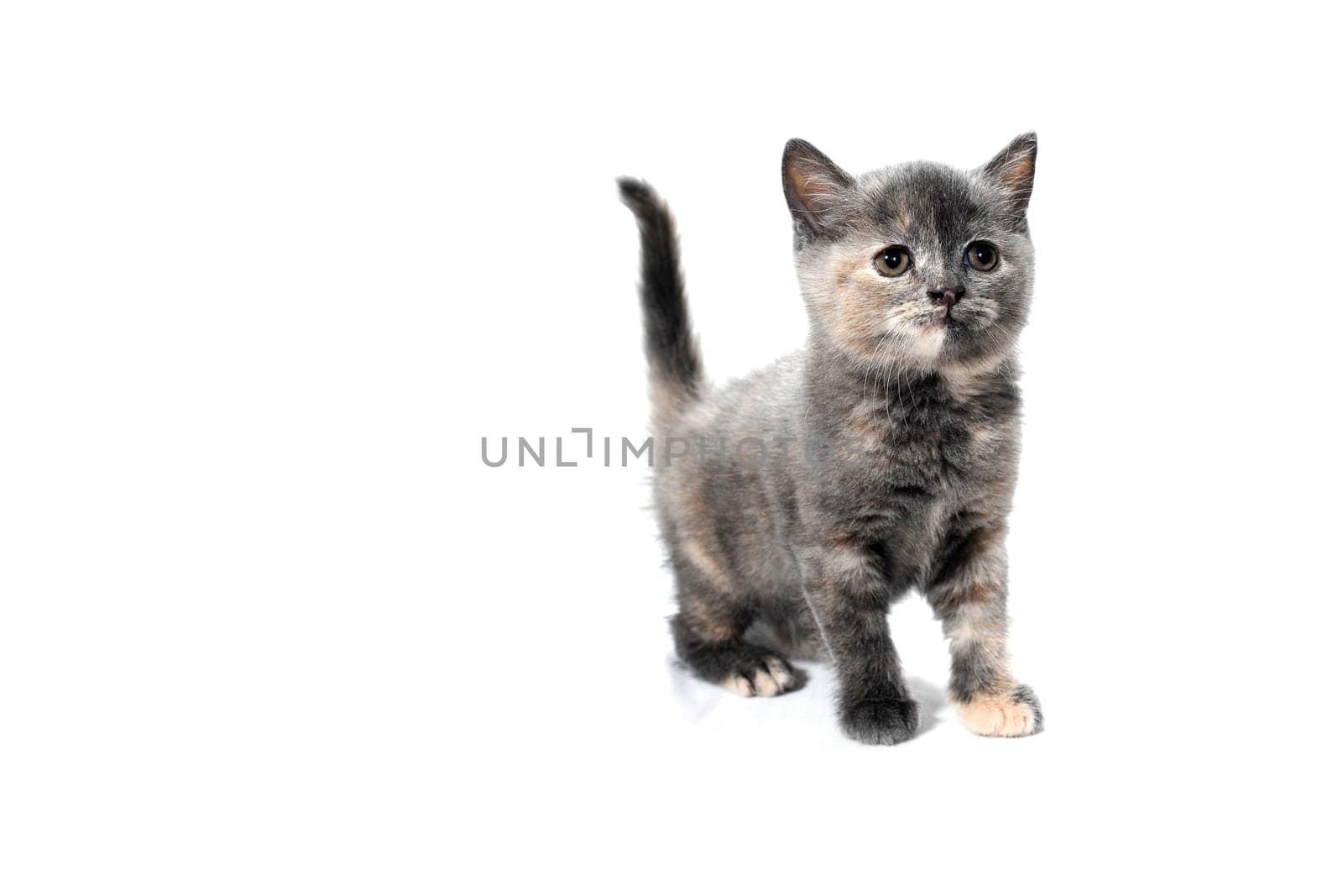 Fluffy grey kitten on a white isolated background. High quality photo