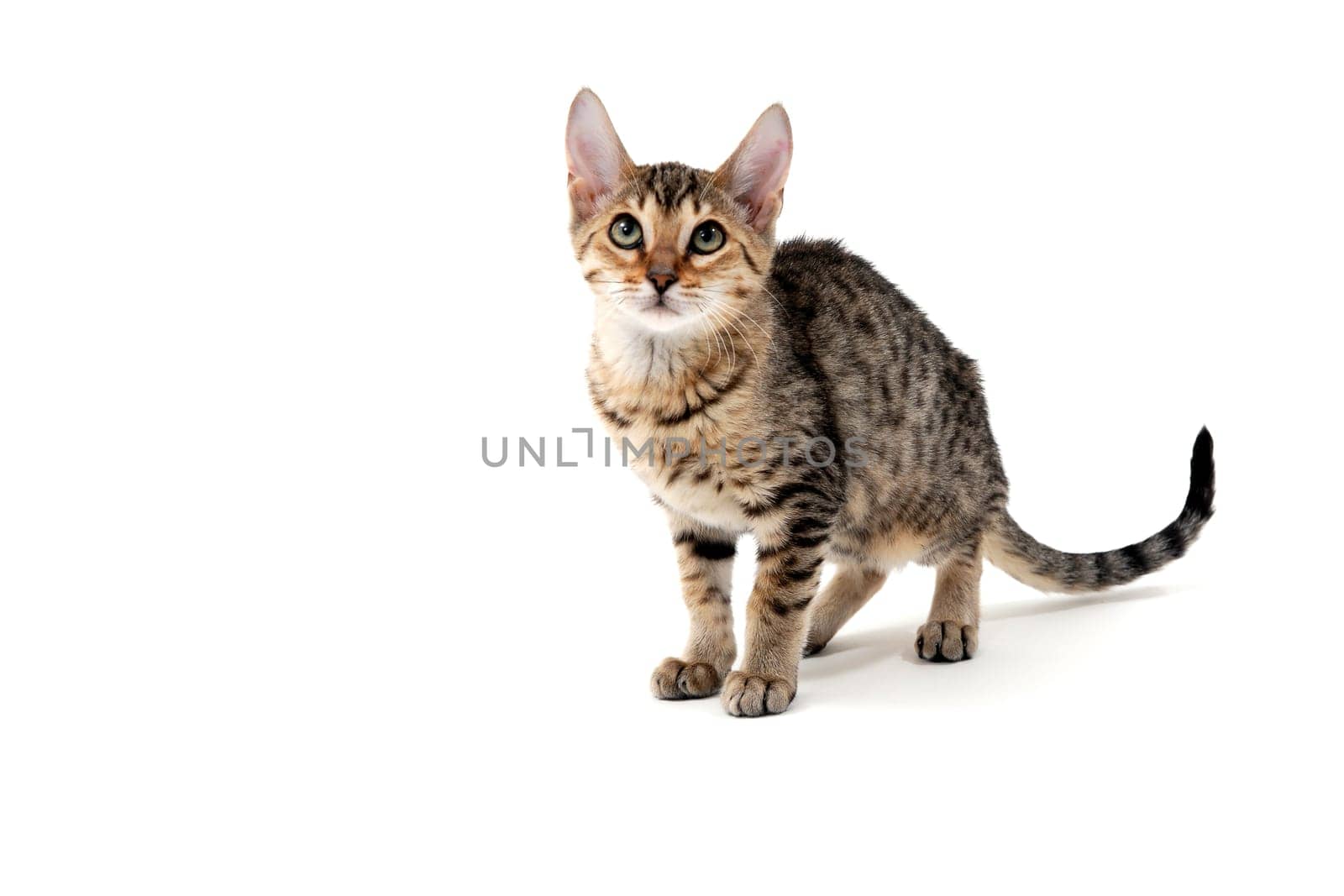 Purebred smooth-haired cat on a white isolated background. High quality photo