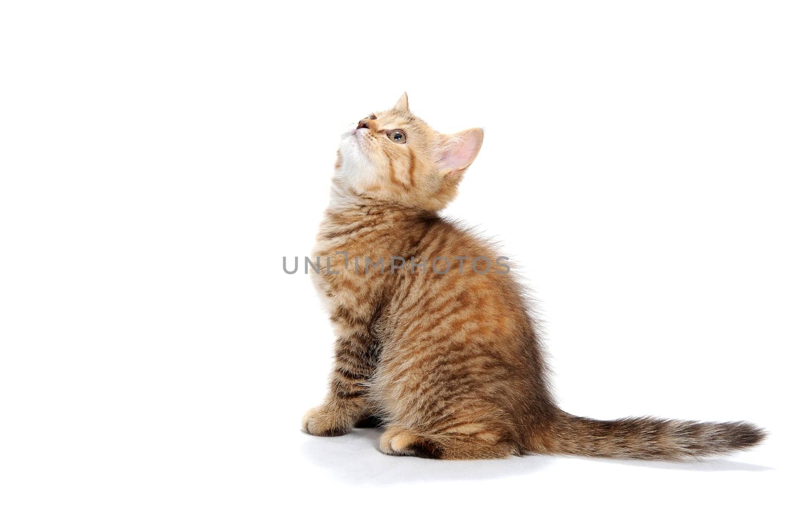 ginger purebred kitten sits on an isolated white background. High quality photo