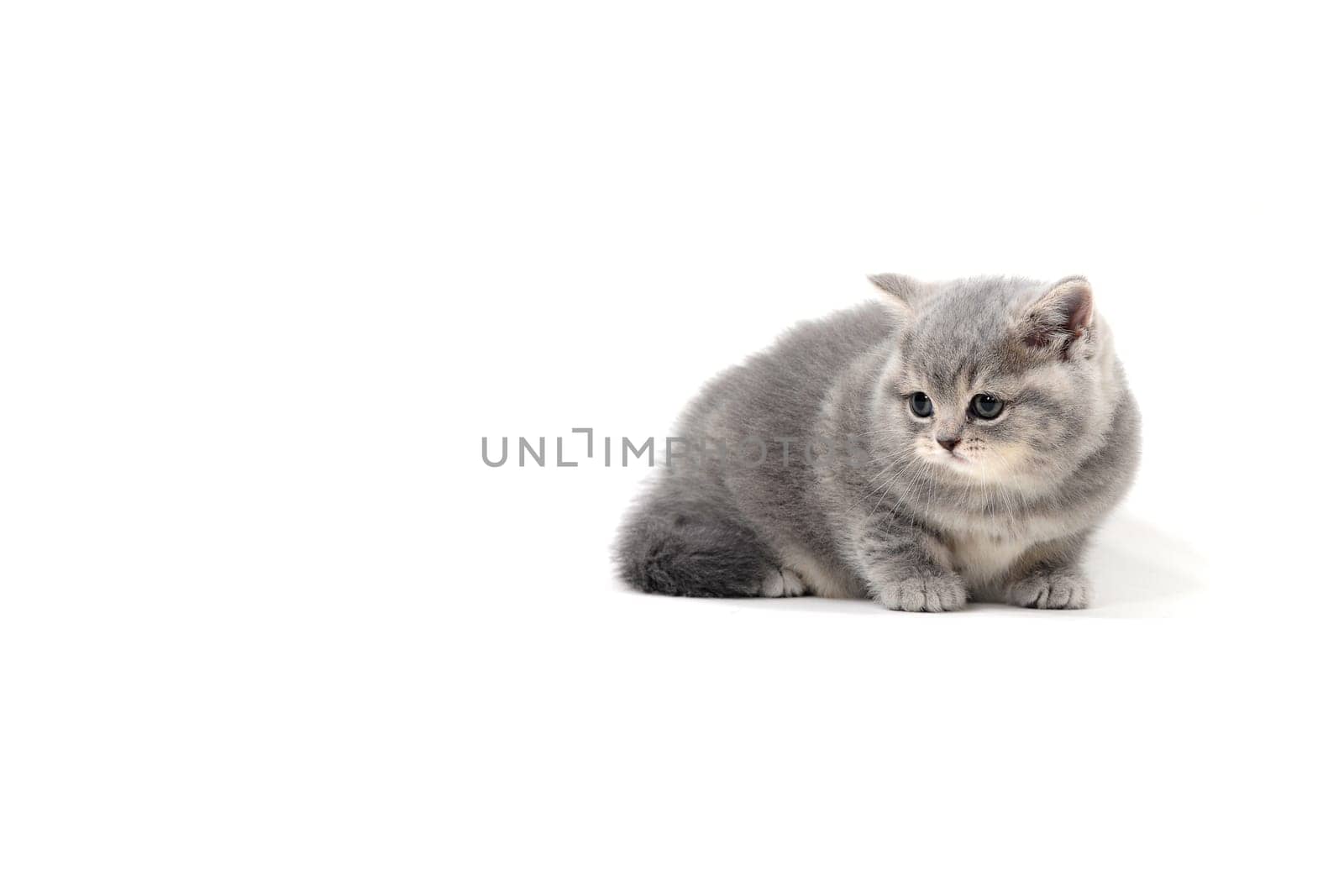 Fluffy purebred gray kitten on a white isolated background. High quality photo