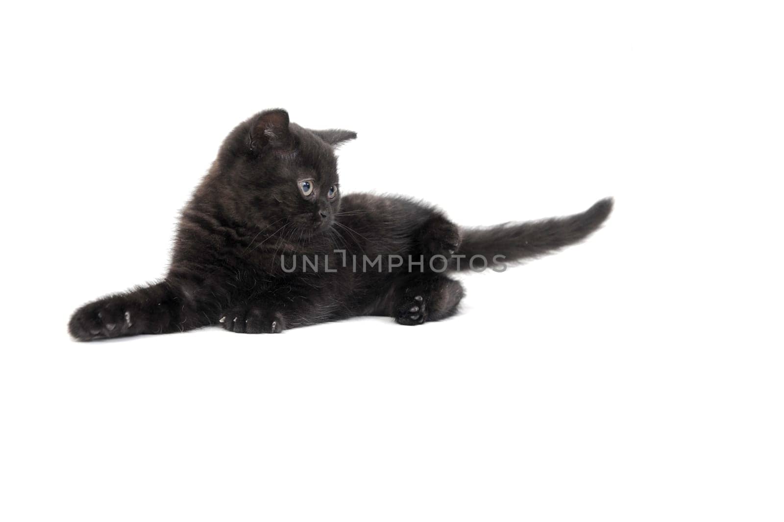 fluffy purebred black kitten sits sideways on an isolated background. High quality photo