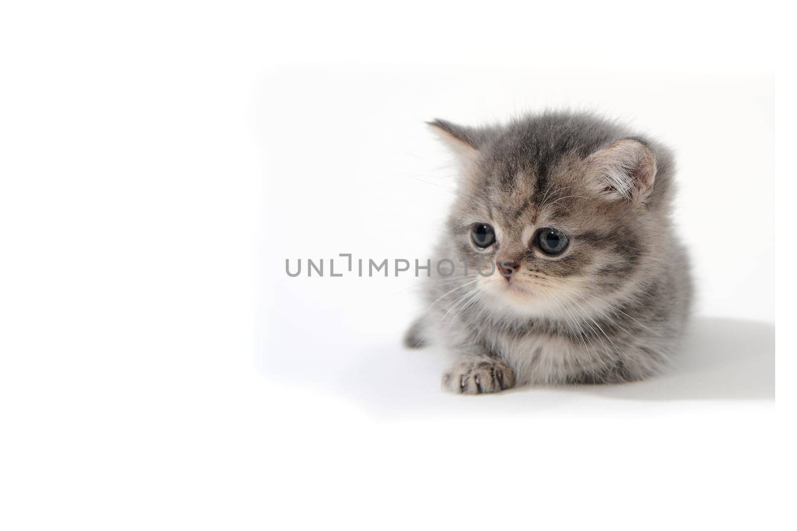 Fluffy purebred gray kitten on a white isolated background. High quality photo